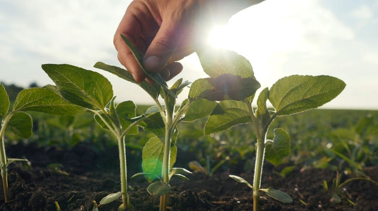 Harnessing Nature’s Wisdom